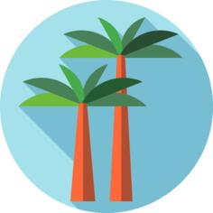 棕榈树