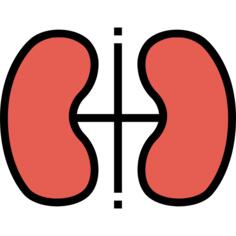 Kidney