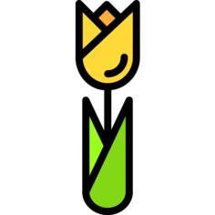 Tulip