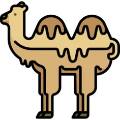 Camel