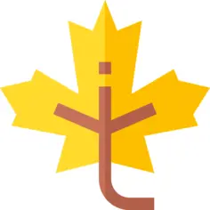 Maple leaf