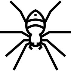 Spider