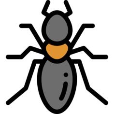 Insect