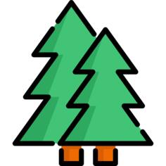 Spruce