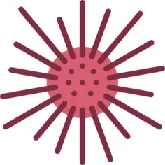 Sea urchin