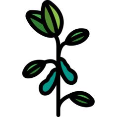 Soybean