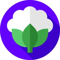 Cauliflower
