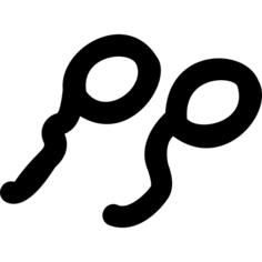 Spermatozoon