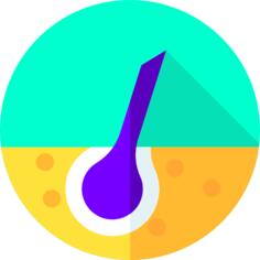 表皮