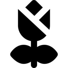 Tulip