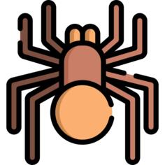 Spider