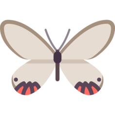 蝴蝶