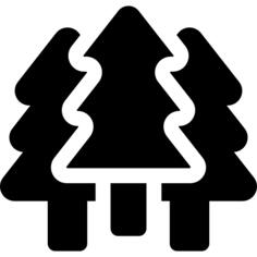 Pine tree