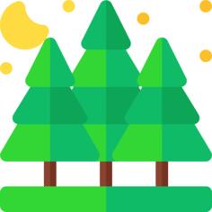 Spruce
