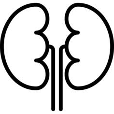 Kidney