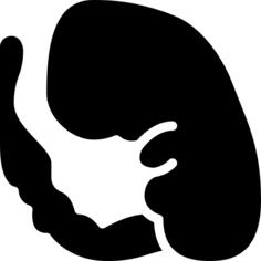 Embryo