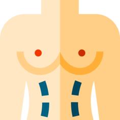 Torso