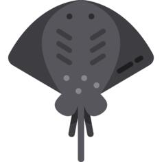 Manta ray