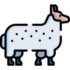 Sheep