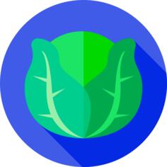 生菜