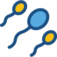 Spermatozoon