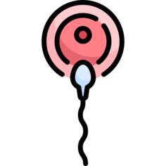 Fertilization