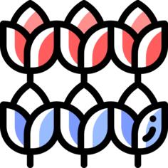 郁金香