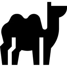 Camel