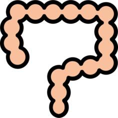 Intestines