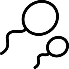 Spermatozoon