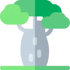 Baobab