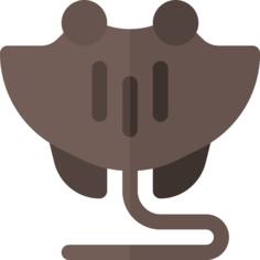 Manta ray