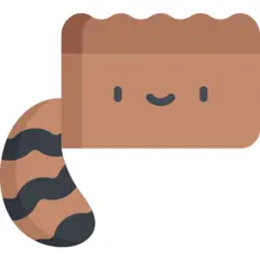 Raccoon
