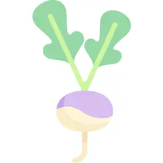 Radish