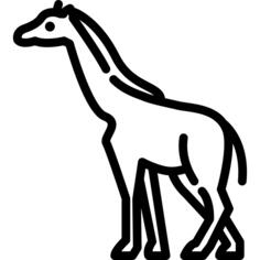 长颈鹿