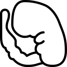 Embryo