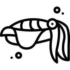 Cuttlefish