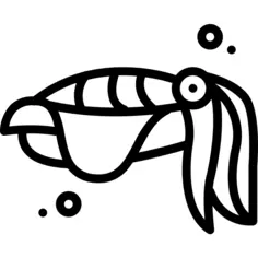 Cuttlefish