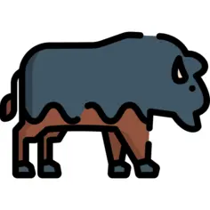 Bison