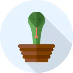 Cobra