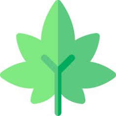 Marijuana
