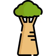 Baobab