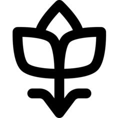 郁金香