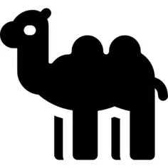 Camel