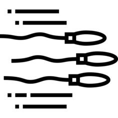 Spermatozoon