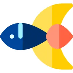 Siamese fighting fish