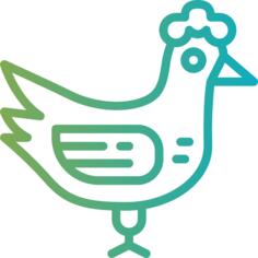 鸡