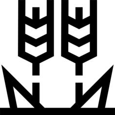 Wheat
