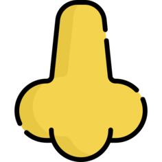 Nose