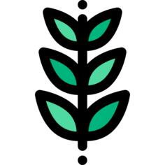 小麦